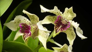 Papua New Guinea's natural orchids bred into hybrids for export