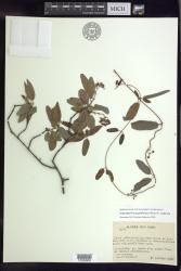 Stigmaphyllon angustifolium