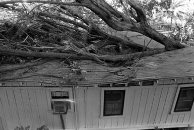 A large tree fell through the roof of this house during by Hurricane Iwa