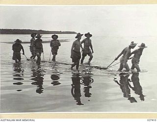 WANIGELA, NEW GUINEA. 1942-10. MEN OF THE 2/10TH AUSTRALIAN INFANTRY BATTALION DRAGGING LOGS ACROSS A RIVER TO A SANDSPIT WHERE THEY ARE CONSTRUCTING A WHARF AT WANIGELA MISSION IN COLLINGWOOD BAY ..