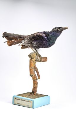 ["Manucodia chalybata"]