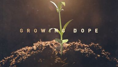 Growing Dope - Te Amokura Productions