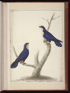 Stone, Sarah, 1760?-1844: Parokets of Oteheate Natural Size. Sarah Stone [Blue lorikeets (Vini peruviana)]