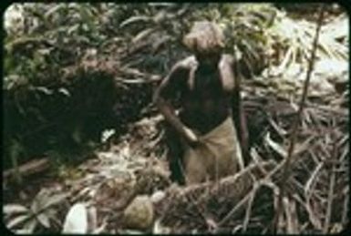 Man gathering eggs out of megapode nest