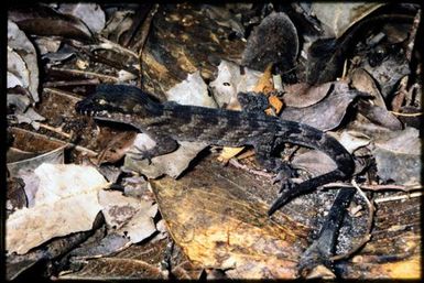 Nactus pelagicus
