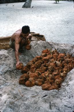 Joel Marsters burying uto, or sprouting coconuts, to restrict growth and preserve them for future consumption