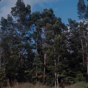 [Acacia koa on Saddle Road, United States]