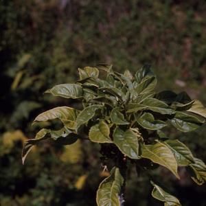[Delissea undulata close-up from Pu’ulehua, United States]