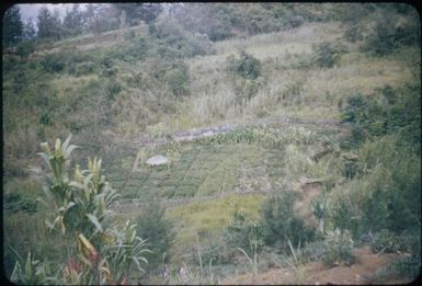 Sweet potato gardens (2) : Wahgi Valley, Papua New Guinea, 1954 / Terence and Margaret Spencer