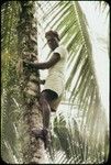 Man climbing coconut palm