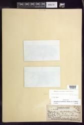 Adenophorus haalilioanus