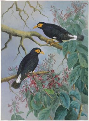 Papuan Myna (Mino dumontii), Papua New Guinea, 1917 / Ellis Rowan