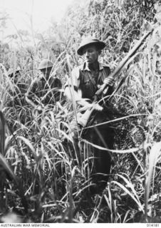 1943-01-22. PAPUA. SANANANDA AREA. K. MUIRY (LEFT) AND J. MCKENZIE, BOTH OF 2/7TH CAVALRY REGIMENT, FORCE THEIR WAY THROUGH THICK KUNAI GRASS ON PATROL DUTY IN THE SANANANDA AREA