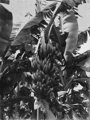 [View of a bunch of bananas]