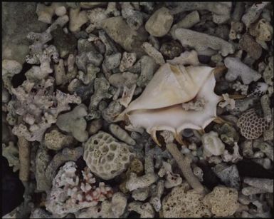 Shell detail, Fiji, 1994 / Peter Dombrovskis