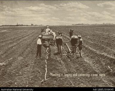 Laying and covering cane sets during planting