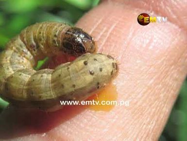 NAQIA conducts Fall Armyworm Survey in country