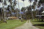 Copra and cocoa plantation, east coast of Bougainville, Jun 1963