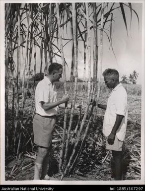 Inspecting cane varieties