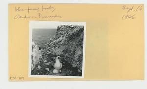 [Blue-faced booby in Hawaii, envelope IE30-109]