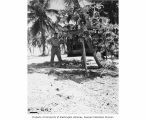 CAPT Christian L. Engleman standing beside a papaya tree, Bikini Island, summer 1947