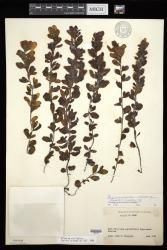 Sargassum ilicifolium