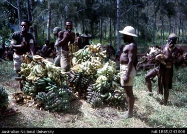 Banana harvest