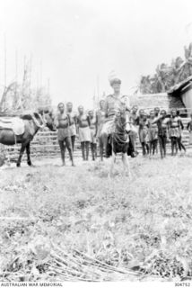 OKABA, BRITISH SOLOMON ISLANDS PROTECTORATE. LIEUTENANT B.L. WESTBROOK RANVR ON A TIMOR PONY. (NAVAL HISTORICAL COLLECTION)