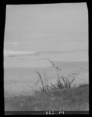 [Flax - Piwhane, Spirits Bay]