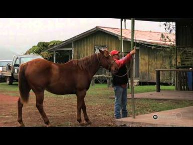 "Parker Ranch Paniolo" by Hawaii Preparatory Academy | HIKI NŌ 413 | PBS HAWAIʻI