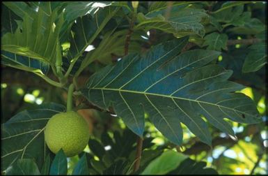 Leaves and breadfruit