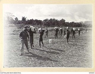 KIARIVU EMERGENCY LANDING GROUND, 1945-08-13. AUSTRALIAN NEW GUINEA ADMINISTRATIVE UNIT NATIVES PLACING WHITE PARACHUTE BUNDLES ALONG THE AIR STRIP IN 2/7 INFANTRY BATTALION AREA, TO INDICATE TO ..