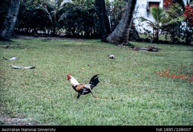 French Polynesia - Building and gardens, Moorea - chicken in yard