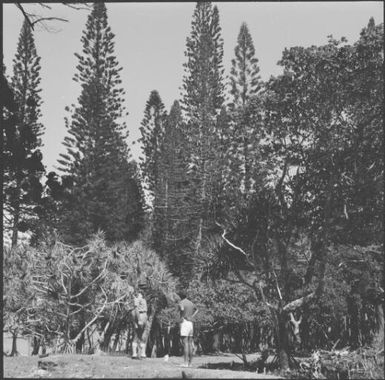 A police officer and a man standing near pine forest, Isle of Pines, New Caledonia, 1967 / Michael Terry