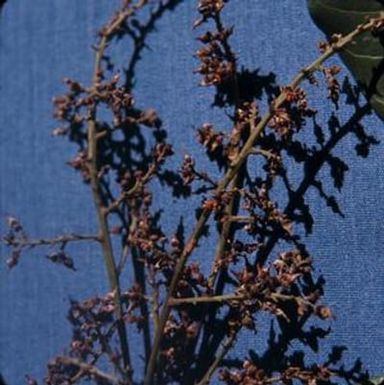 [Unidentified plant with small, dried, pinkish, blooms at Kunia Camp, United States]
