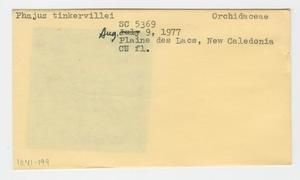 [Phaius tankervilleae in New Caledonia, envelope IE41-199]