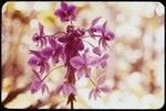 Purple orchid