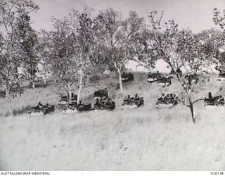 NEW GUINEA, 1942-08. BREN GUN AND UNIVERSAL CARRIERS OF THE 39TH INFANTRY BATTALION AUSTRALIAN MILITARY FORCES, PHOTOGRAPHED WHILST ON MANOEUVRES IN THE NEW GUINEA JUNGLE. THE KUNAI GRASS IN THIS ..