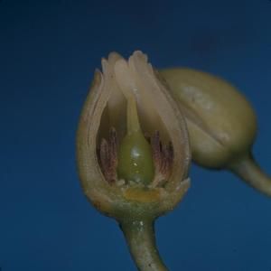 [Elaeocarpus bifida close-up from Pihea Trail, United States]