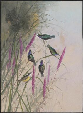 Sunbirds, Papua New Guinea, 1917 / Ellis Rowan