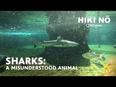 Caring for Nahoa, Our School Shark at West Hawai'i Explorations Academy | HIKI NŌ on PBS Hawaiʻi