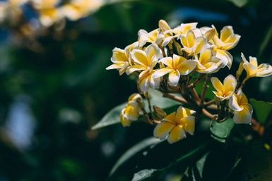 Frangipani, Atafu, Tokelau