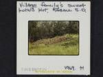 Village family's sweet potato plot, Rabaul sub-district, [Papua New Guinea], 1969