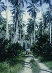 Kokipagu plantation, Rigo, Papua, [Papua New Guinea, 1963?]