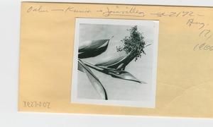 [Joinvillea in Hawaii, envelope IE27-202]