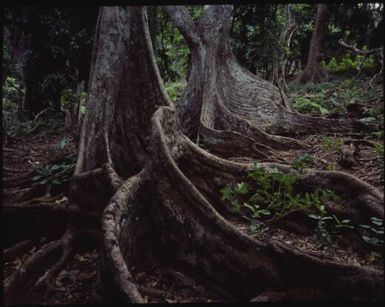 Buttressed trees, Fiji, 1994 / Peter Dombrovskis