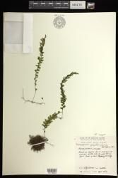 Hymenophyllum inaequale