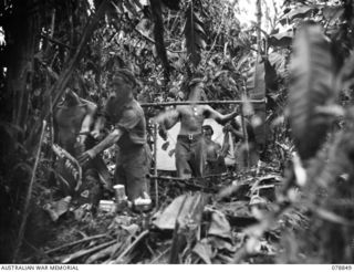 BOUGAINVILLE ISLAND. 1945-01-31. TROOPS OF D COMPANY, 9TH INFANTRY BATTALION DIGGING IN FOR THE NIGHT AFTER A SUCCESSFUL OUTFLANKING MOVEMENT AGAINST THE JAPANESE FORCES ALONG THE MOSIGETTA ROAD. ..