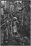 Hunting: in forest, Akis, in barkcloth cap, holds a machete