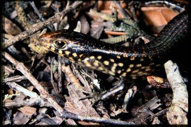 Skink sp.